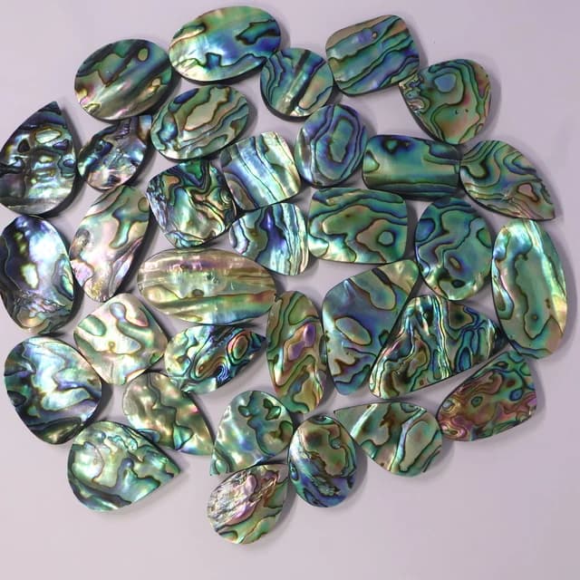 Abalone - foto 1