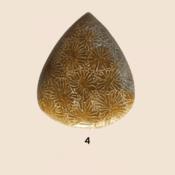 Corallo Fossile