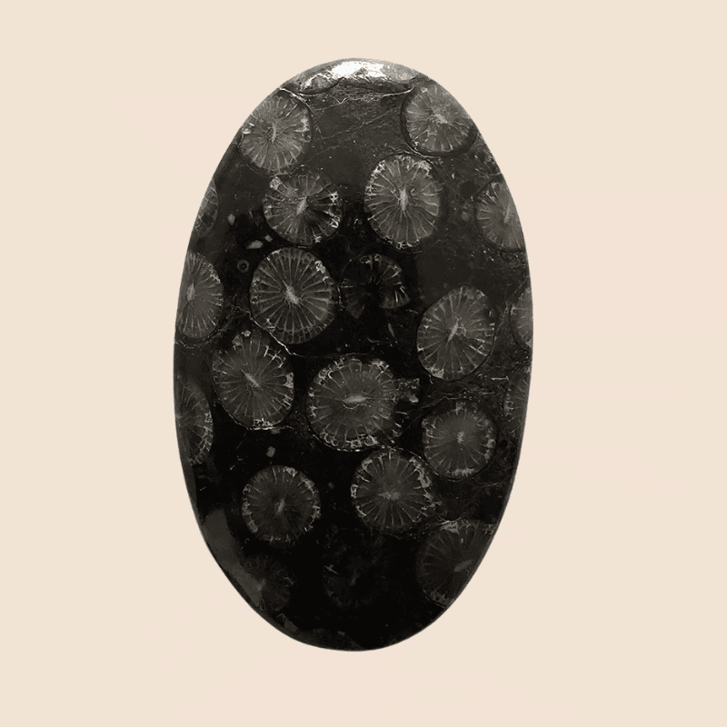 Corallo Fossile Nero