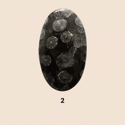 Corallo Fossile Nero